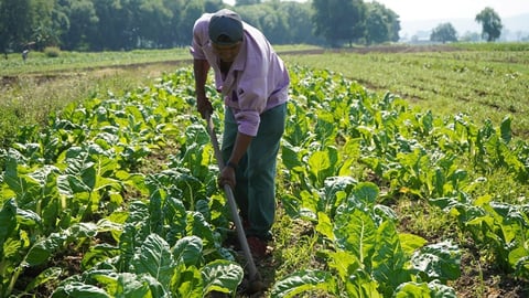 Farmer in field