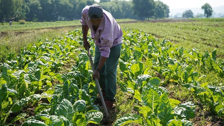 Farmer in purple shirt bending over green corn plants in a large agricultural field
